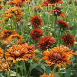 Load image into Gallery viewer, Rudbeckia, &#39;Autumn Sunset&#39;
