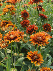 Load image into Gallery viewer, Rudbeckia, &#39;Autumn Sunset&#39;
