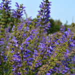 Load image into Gallery viewer, Salvia, &#39;Transylvanian Sage&#39;
