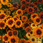 Load image into Gallery viewer, Rudbeckia, &#39;Autumn Sunset&#39;
