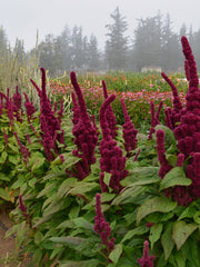 Load image into Gallery viewer, Amaranth, &#39;Elephant&#39;s Head&#39;
