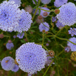Load image into Gallery viewer, Didiscus, &#39;Blue Lace Flower&#39;
