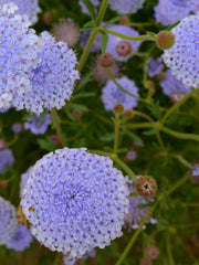 Load image into Gallery viewer, Didiscus, &#39;Blue Lace Flower&#39;
