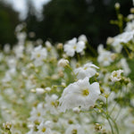 Load image into Gallery viewer, Gypsophila/Baby&#39;s Breath, &#39;Covent Garden&#39;
