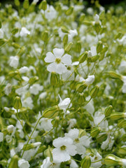 Load image into Gallery viewer, Saponaria, &#39;White Beauty&#39;
