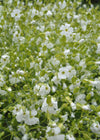 Saponaria, 'White Beauty'