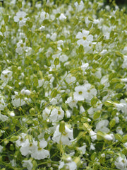 Load image into Gallery viewer, Saponaria, &#39;White Beauty&#39;
