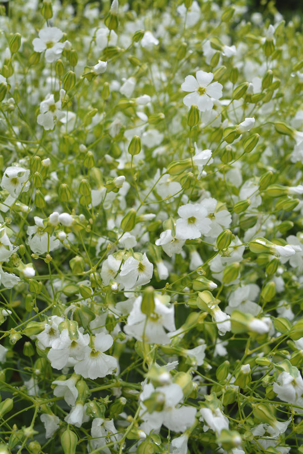 Saponaria, 'White Beauty'