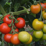 Load image into Gallery viewer, Tomato, &#39;Matina&#39;

