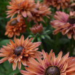 Load image into Gallery viewer, Rudbeckia, &#39;Sahara&#39;
