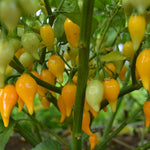 Load image into Gallery viewer, Hot Pepper, &#39;Biquinho Yellow&#39;
