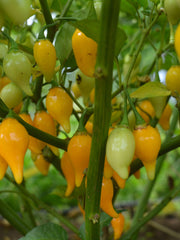 Load image into Gallery viewer, Hot Pepper, &#39;Biquinho Yellow&#39;
