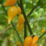 Load image into Gallery viewer, Hot Pepper, &#39;Biquinho Yellow&#39;
