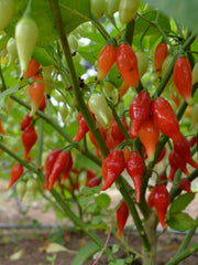 Load image into Gallery viewer, Hot Pepper, &#39;Biquinho Red&#39;
