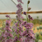 Load image into Gallery viewer, Larkspur, &#39;Earl Grey&#39;
