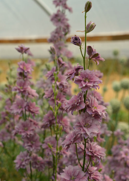 Larkspur, 'Earl Grey'