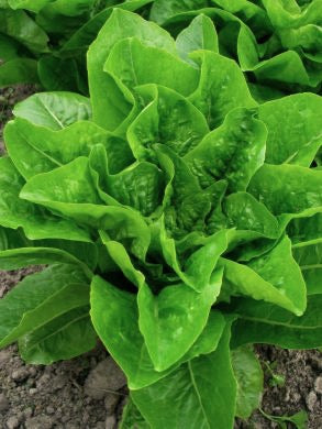 Lettuce, 'Emerald Fan'