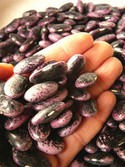 Load image into Gallery viewer, Bean, Pole Runner, &#39;Scarlet Emperor&#39;
