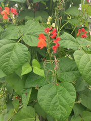 Load image into Gallery viewer, Bean, Pole Runner, &#39;Scarlet Emperor&#39;
