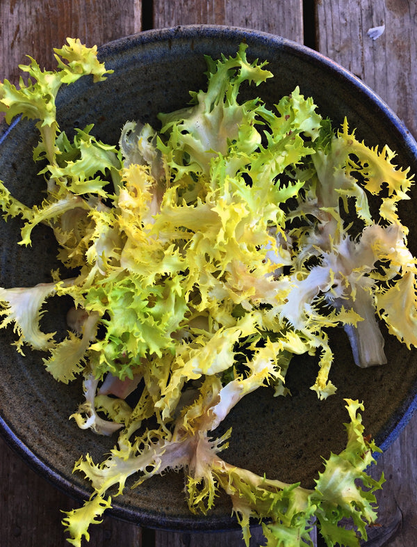 Curly Endive, 'Bellesque'