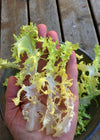 Curly Endive, 'Bellesque'