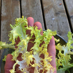 Load image into Gallery viewer, Curly Endive, &#39;Bellesque&#39;

