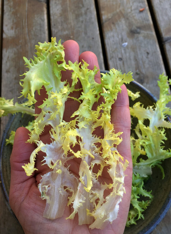 Curly Endive, 'Bellesque'