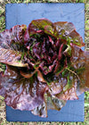 Lettuce, 'Eruption'