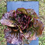 Load image into Gallery viewer, Lettuce, &#39;Eruption&#39;
