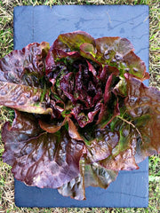 Load image into Gallery viewer, Lettuce, &#39;Eruption&#39;
