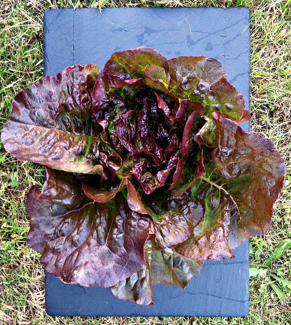 Lettuce, 'Eruption'