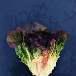 Load image into Gallery viewer, Lettuce, &#39;Eruption&#39;
