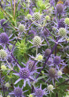 Eryngium, 'Blue Glitter'