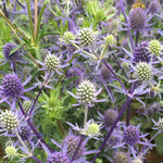 Load image into Gallery viewer, Eryngium, &#39;Blue Glitter&#39;
