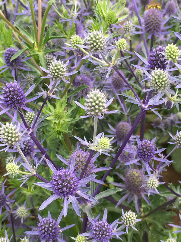 Eryngium, 'Blue Glitter'