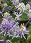 Eryngium, 'Blue Glitter'