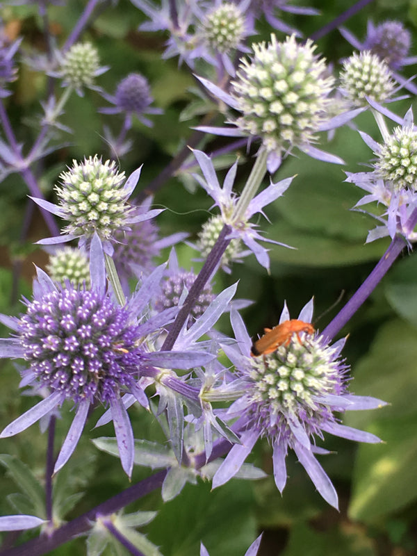 Eryngium, 'Blue Glitter'