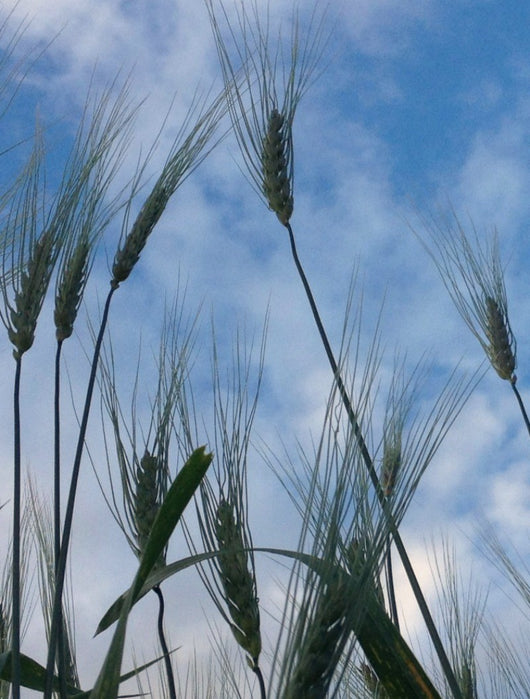 Wheat, 'Ethiopian Blue Tinge'