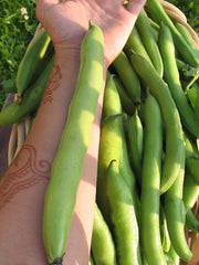 Load image into Gallery viewer, Fava, &#39;Aquadulce&#39;
