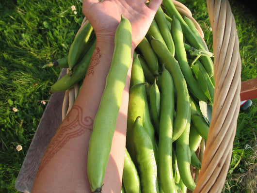 Fava, 'Aquadulce'