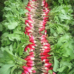 Load image into Gallery viewer, Radish, &#39;French Breakfast&#39;
