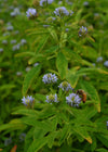 Trigonella, 'Blue Fenugreek'