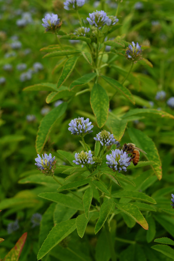 Trigonella, 'Blue Fenugreek'