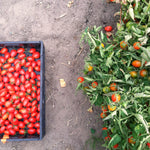 Load image into Gallery viewer, Tomato, &#39;Fiaschetto di Manduria&#39;
