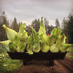 Load image into Gallery viewer, Cabbage, &#39;Filderkraut&#39;
