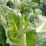 Load image into Gallery viewer, Cabbage, &#39;Filderkraut&#39;
