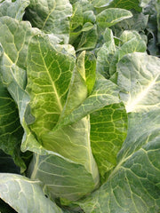 Load image into Gallery viewer, Cabbage, &#39;Filderkraut&#39;
