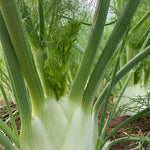 Load image into Gallery viewer, Fennel, &#39;Finale&#39;
