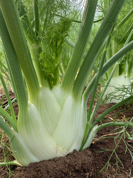 Fennel, 'Finale'