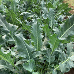 Load image into Gallery viewer, Broccoli, &#39;Broccolo Fiolaro di Creazzo&#39;
